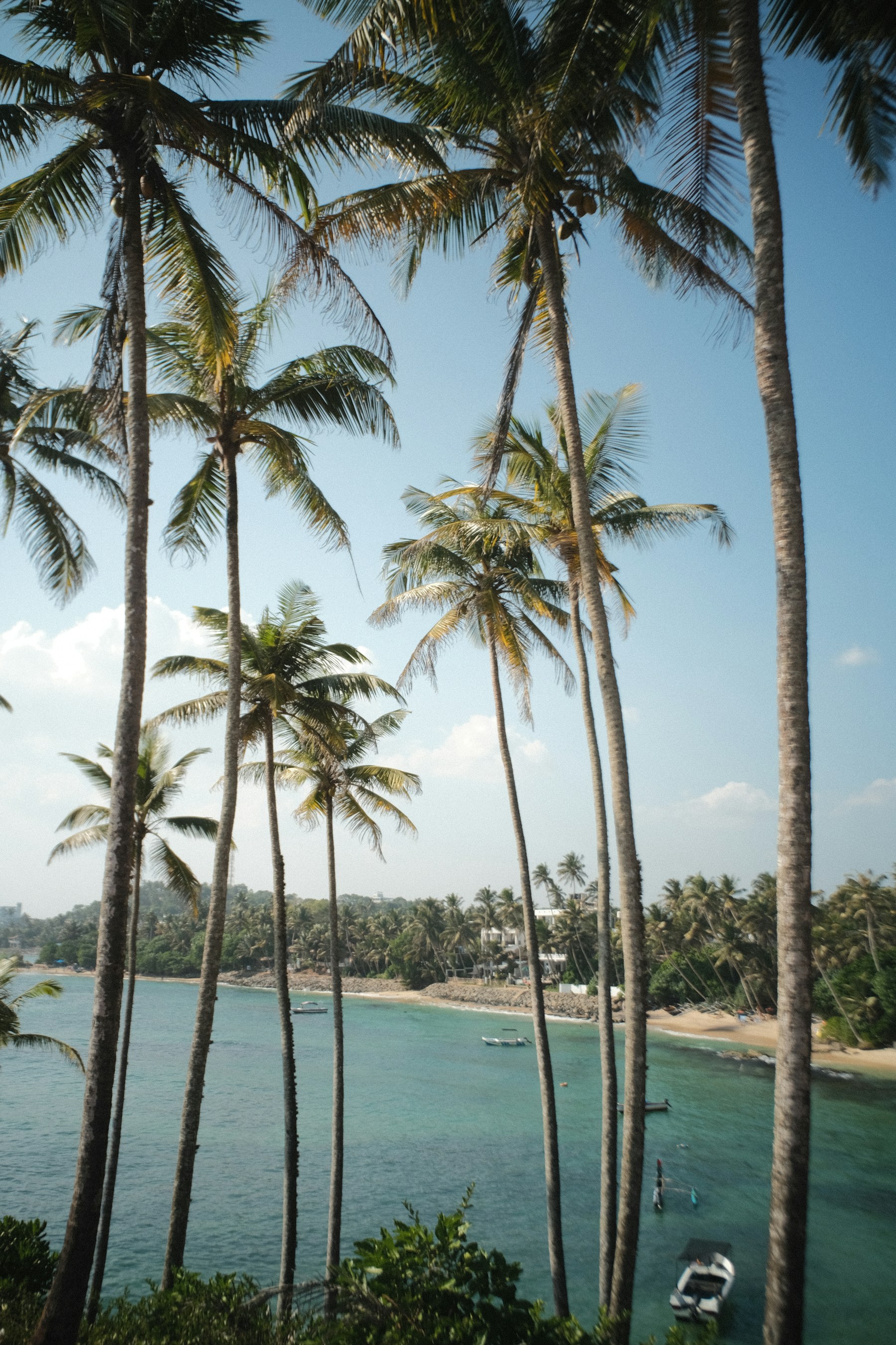 Palm-lined coast at Mirissa in southern Sri Lanka